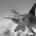 shark_hammerhead_scalloped_ci_h_0054_cr.jpg